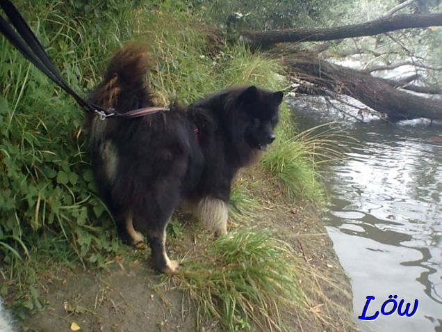 21.6.2025 - Howard bestaunt das Ufer